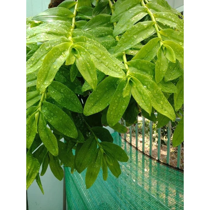Bộ đôi Chế Phẩm Hùng Nguyễn 6 trong 1 và Nano bạc Hùng Nguyễn