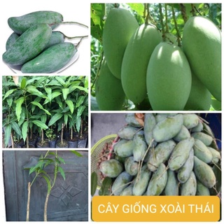 Cây Giống Xoài Thái_Xoài Thái Cao Sản Quả To Thơm Ngọt Trồng Chậu