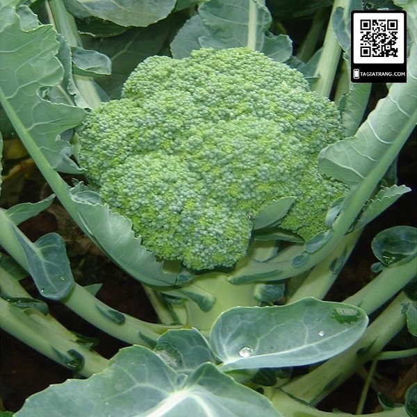 Hạt giống súp lơ xanh (bông cải xanh) - Gói 0.1gr