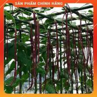HẠT GIỐNG ĐẬU ĐŨA TÍM GÓI 3GR
