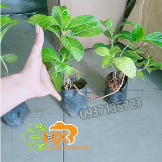 combo 5 cây cẩm tú cầu giống
