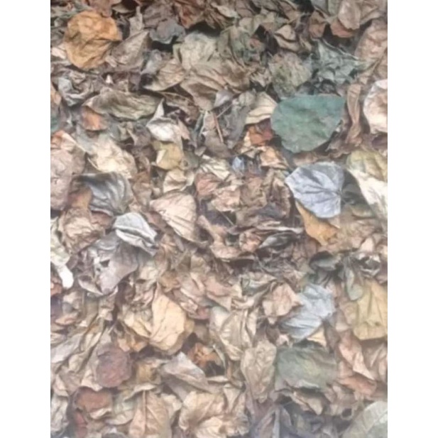 1kg  Lá Trầu Không phơi khô giúp se khit.kháng khuânn