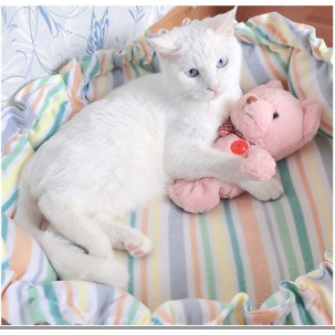 Đệm dây rút cho thú cưng