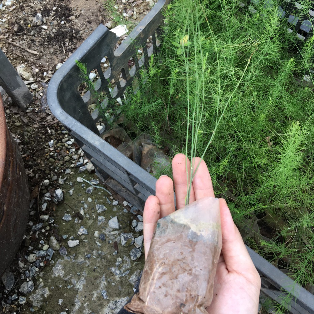 Cây giống măng tây xanh - Trang Flowers