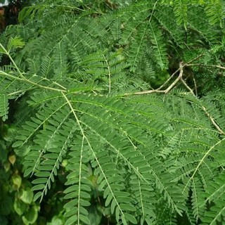 HẠT CÂY KEO DẬU CÂY BÌNH LINH - GÓI 10 GRAM