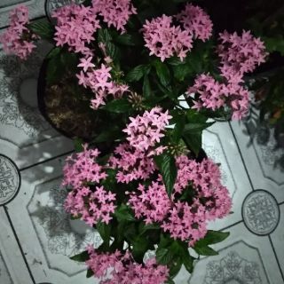 Diễm Châu ... hồng nhạc