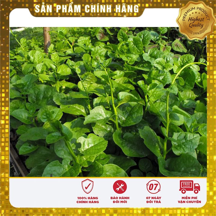 Hạt giống Rau Mồng Tơi Xanh(20 gram)