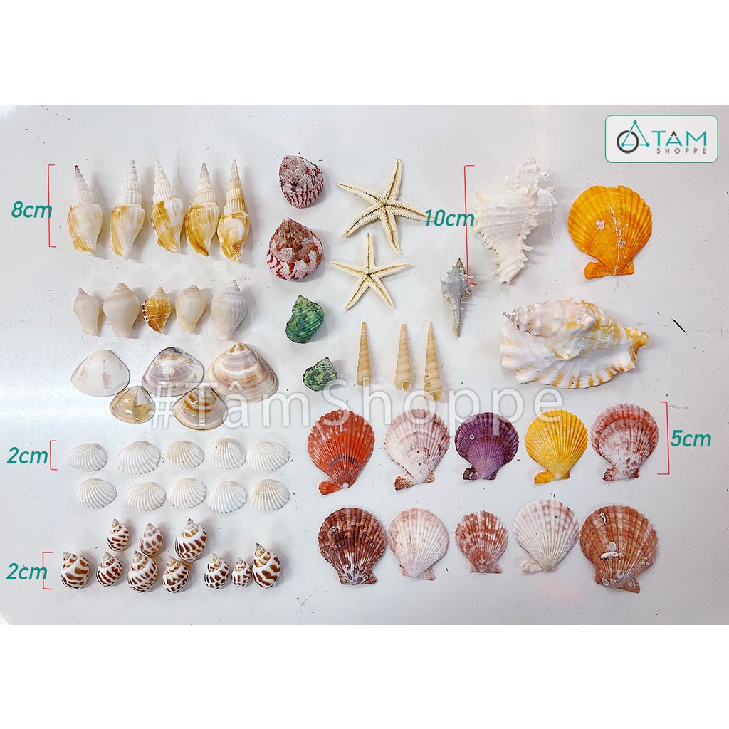 [ỐC HIẾM-TỰ NHIÊN-ĐÃ XỬ LÝ MÙI]Hủ nhựa 13 kiểu vỏ sò ốc biển trang trí ĐK2-10cm 500-550gr VOOC-07