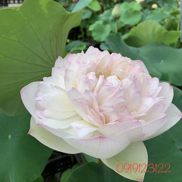 Phân Bón Sen Súng - Phân Sen Súng - Npk - Viên Sủi - Dinh Dưỡng Cho Sen Súng - Cây Ngập Nước