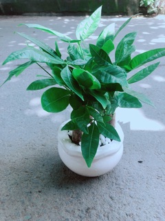 Chậu Kim Ngân 3 Thân