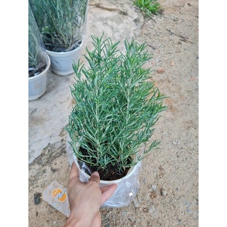 Cây hương thảo - Rosemary - đuổi muỗi , ướp thịt bò