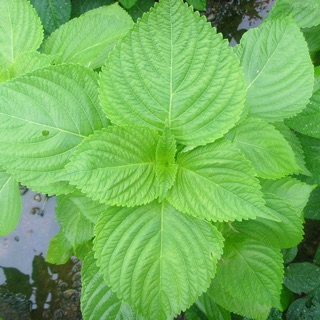 HẠT GIỐNG VỪNG (MÈ) HÀN QUỐC