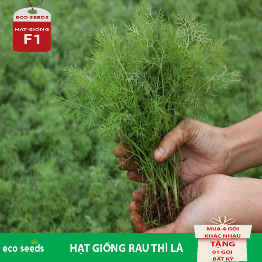 [SALE 50%] Hạt giống Rau Thì Là G3 Eco seeds KLT 20g