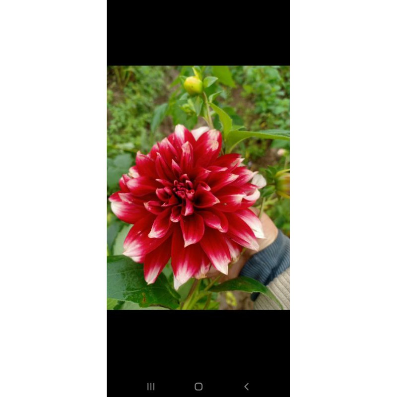 5 củ hoa thược dược 5 màu