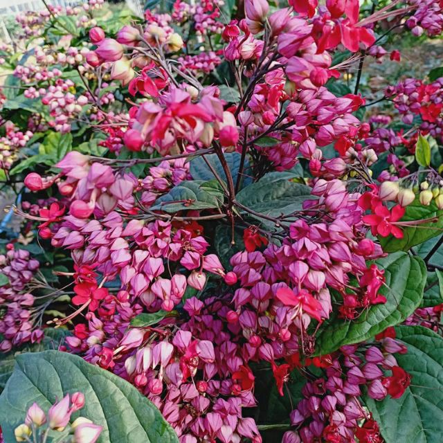 Cây 🌲 Ngọc Nữ đỏ hồng.... siêu hoa