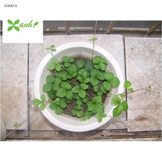 Gói 50 hạt giống dâu tây leo