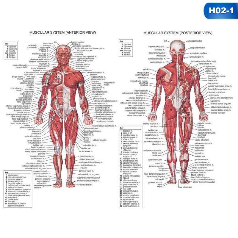 Áp Phích Dán Tường Giải Phẫu Cơ Thể Người Kangshengquan