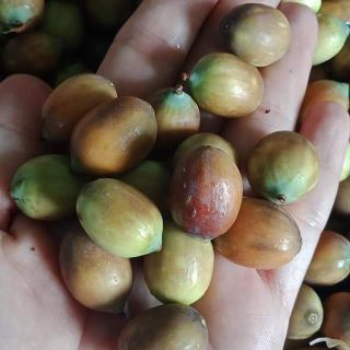 Sen tươi Huế 1kg