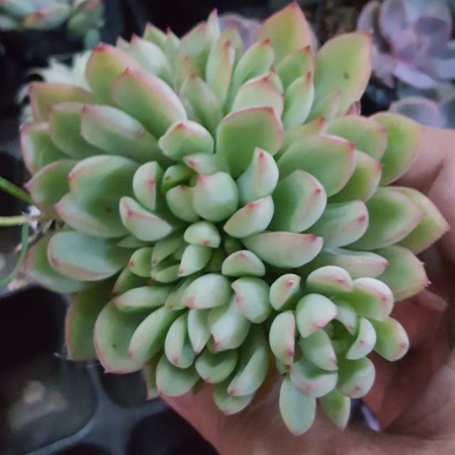 sen đá Viền hồng dù