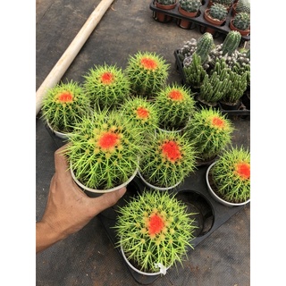 xương rồng kim hổ màu