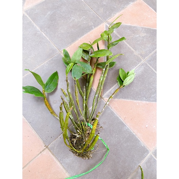 KIỀU TÍM MIỀN TRUNG - KIỂU HỒNG THÂN TO ĐẸP