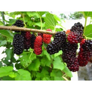 Cây giống dâu tằm