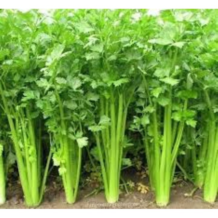 Hạt giống cần tây 5gram