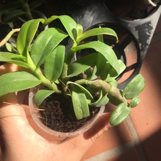 Trầm 6 mắt hàng giống