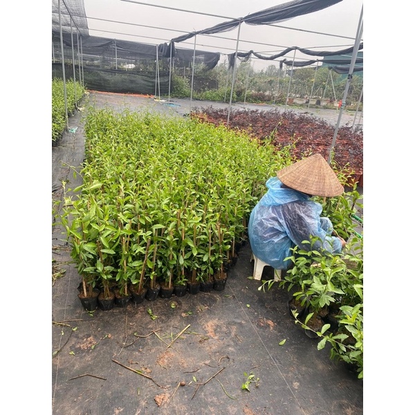 CÂY CÚC TẦN ẤN ĐỘ che nắng tự nhiên