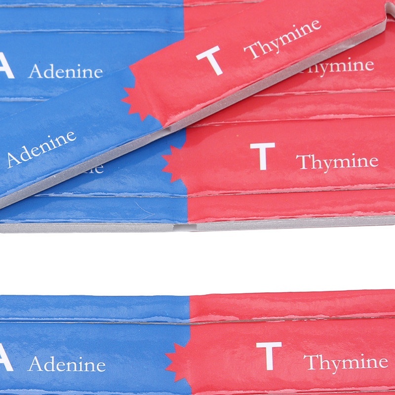 Mô Hình Dạy Học Khoa Học Kép Genes DNA Thông Dụng