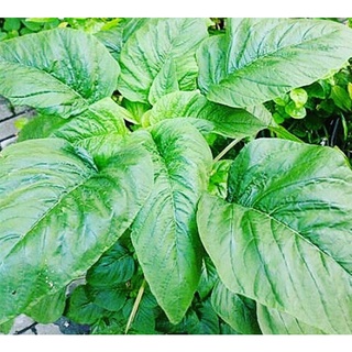 Hạt giống rau dền xanh gói 50gram