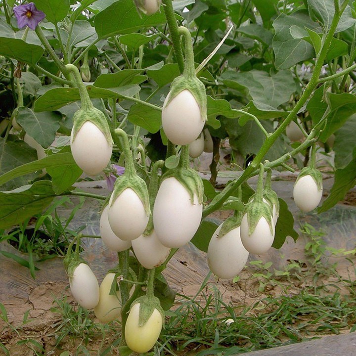 Hạt Giống Cà Pháo Trắng F1 Cao Sản 123 PhuNongSeeds - 1g