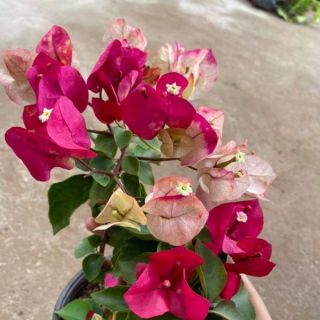 Cây hoa giấy đổi màu nhập ngoại