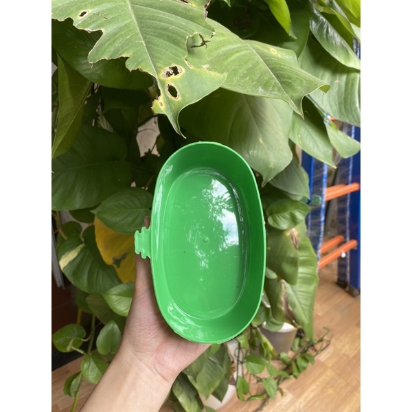 Máng Tắm Nhựa Dành Cho Khuyên, Mào,..