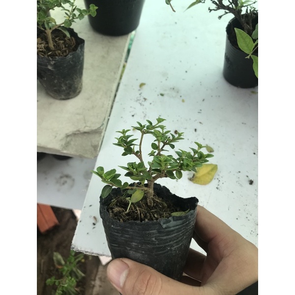 Sam hương cây phôi mini