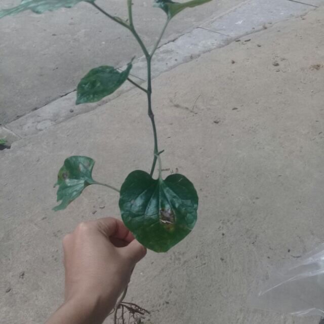 Cây giống lá lốt   - bầu 3 cây