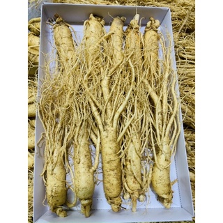 Sâm tươi chuẩn hàn quốc 6năm tuổi_loại 10 củ/1kg
