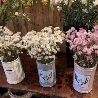 ♥Hoa đơn điểu khô( họ hoa cúc) ♥