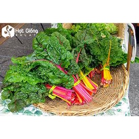 (Gói 120 hạt)Hạt giống cải cầu vồngdễ trồng kháng bệnh tốt năng suất cao-Tổng kho hạt giống giá rẻ