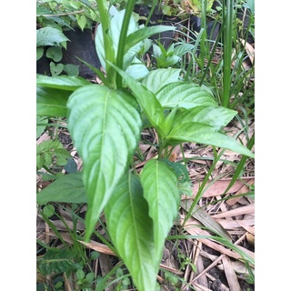 cây lá cẩm tím