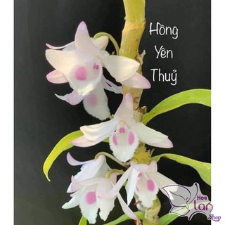 Lan Phi Điệp 🍀FREESHIP🍀 Hồng Yên Thủy [ Ươm Kie ]
