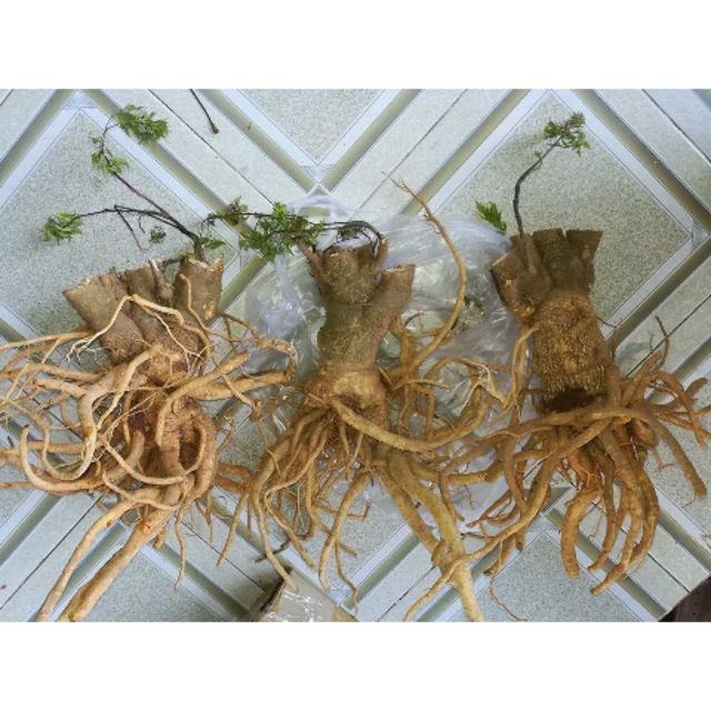 Rễ Đinh Lăng Tươi Nguyên Củ (1kg)