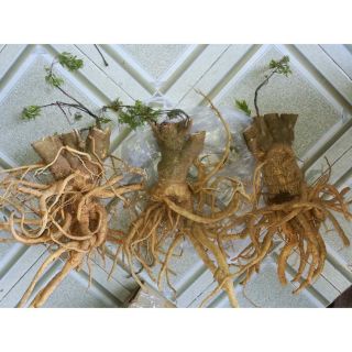 Rễ Đinh Lăng Tươi Nguyên Củ (1kg)