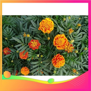 Hạt Giống Hoa Cúc Vạn Thọ Pháp - 50 Hạt [ Tặng bộ dụng cụ làm vườn Mini 3 món ] VIETGAR