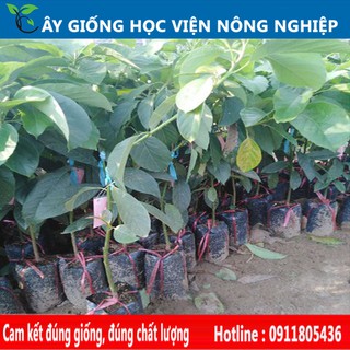 cây bơ 034 - cây ăn quả