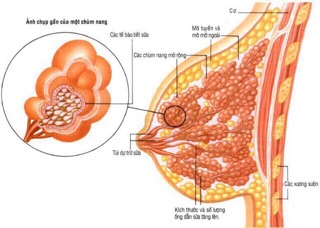 Kem Upsize Tăng kích thước vòng 1