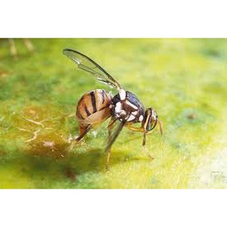 10 ống dẫn dụ ruồi vàng lọ 2ml - chính hãng