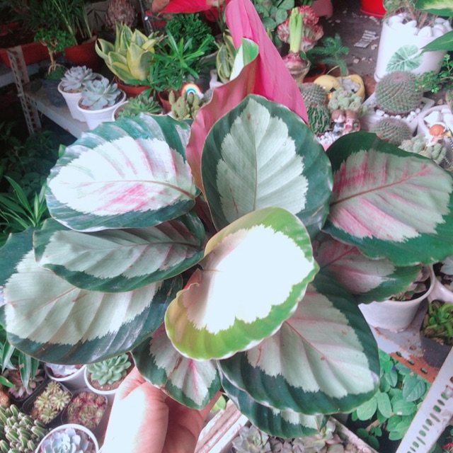 Đuôi Công Hồng
