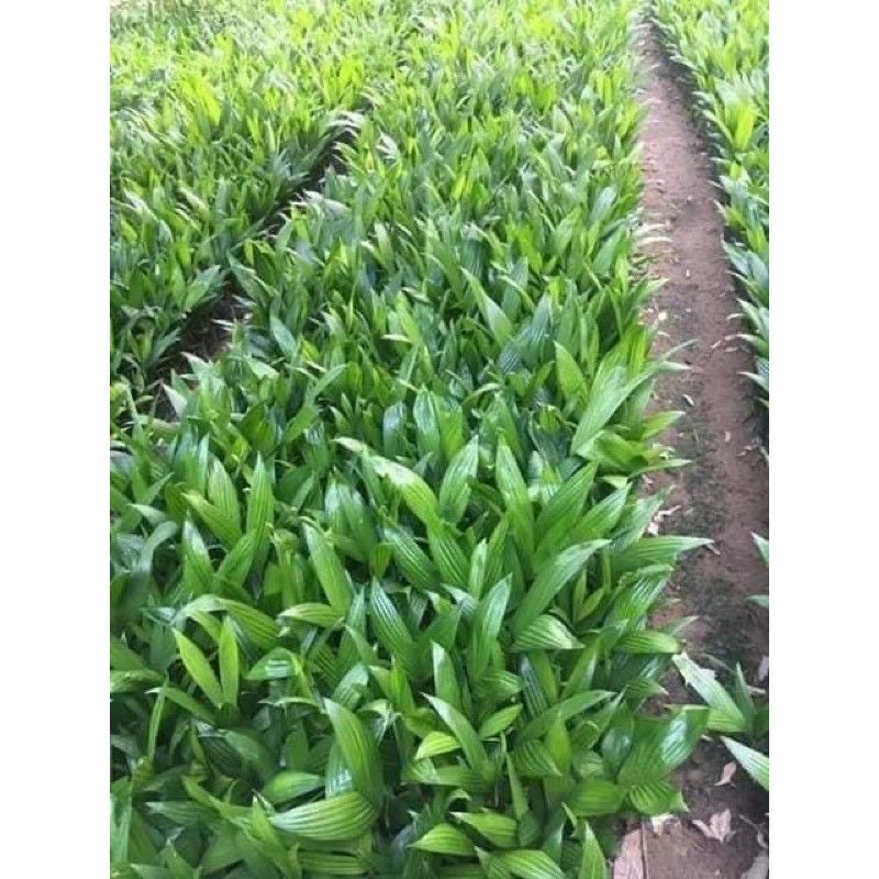 CAU LÙN TỨ QUÝ