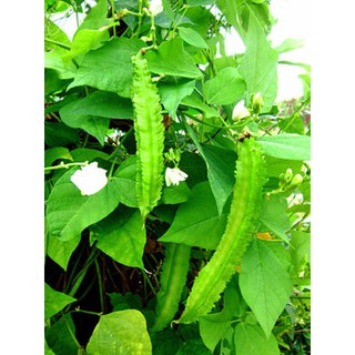 HẠT GIỐNG ĐẬU RỒNG (ĐẬU KHẾ) NHẬP KHẨU.